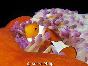 Nemo at home by Andre Philip 
